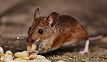 24 Hour & Emergency Exterminators in Metigoshe, ND